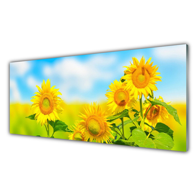 Akrylglas bild Solros Blommor Natur