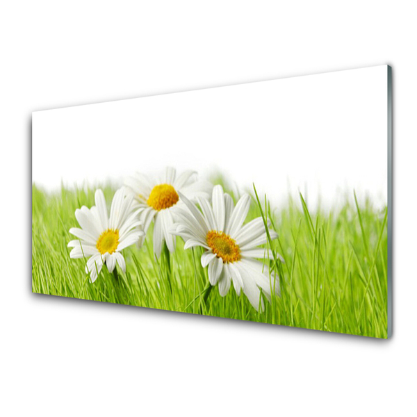 Tavla plexiglas Daisy Flowers Plant