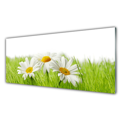 Tavla plexiglas Daisy Flowers Plant