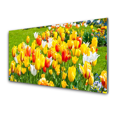 Plexiglas tavla Tulpaner Blommor Natur