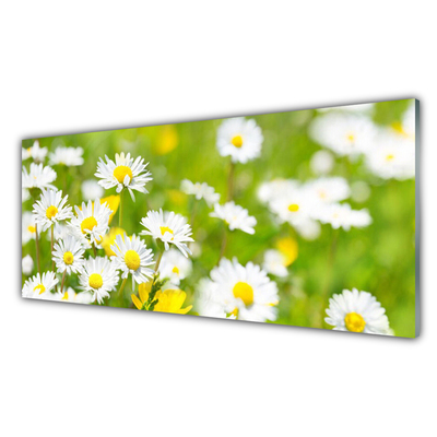 Tavla plexiglas Daisy blomma växt