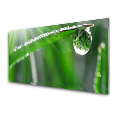 Akrylglas bild Drop Dew Leaf Grass