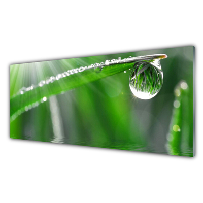 Akrylglas bild Drop Dew Leaf Grass