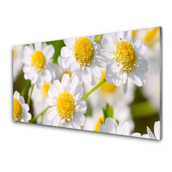 Plexiglas tavla Blommor Daisy Nature