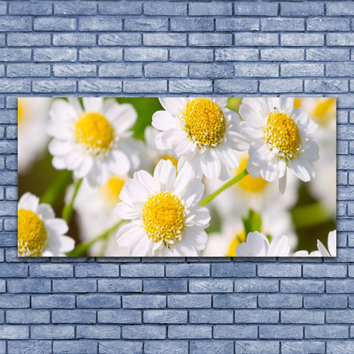 Plexiglas tavla Blommor Daisy Nature