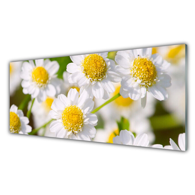 Plexiglas tavla Blommor Daisy Nature