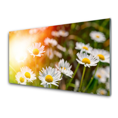 Stänkskydd kök Tusenskönor Blommor Strålar