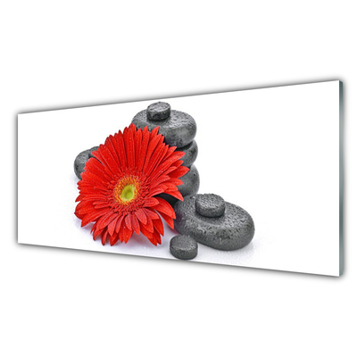 Stänkpanel Röda Gerbera blommor