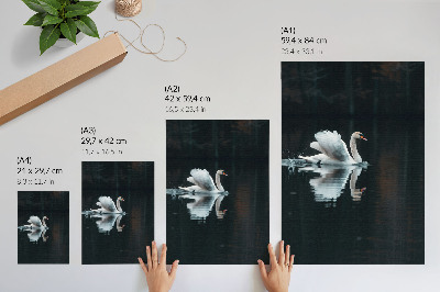 Poster Svan på vattnet med reflektion