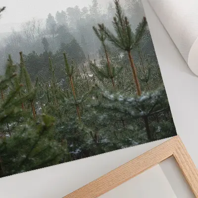 Affisch gröna tallar i dimma med subtilt djup och avkopplande atmosfär