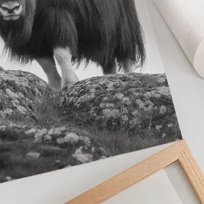 Poster svartvitt motiv av ett djur i naturlig miljö