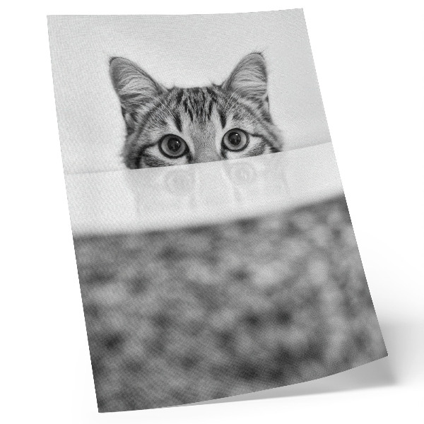 Poster Katt bakom ytan svartvit minimalism