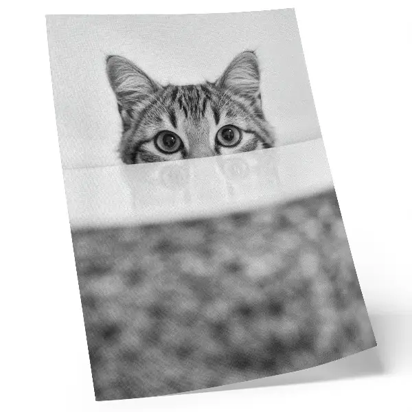 Poster katt med minimalistisk svartvit design
