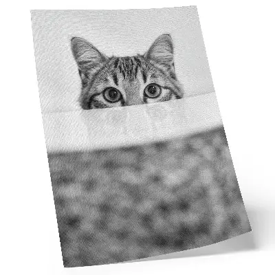 Poster katt med minimalistisk svartvit design