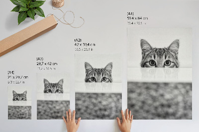 Poster Katt bakom ytan svartvit minimalism