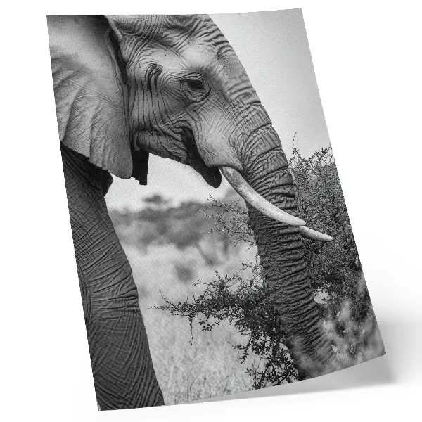Poster elefant i närbild med fokus på naturlig skönhet och texturer