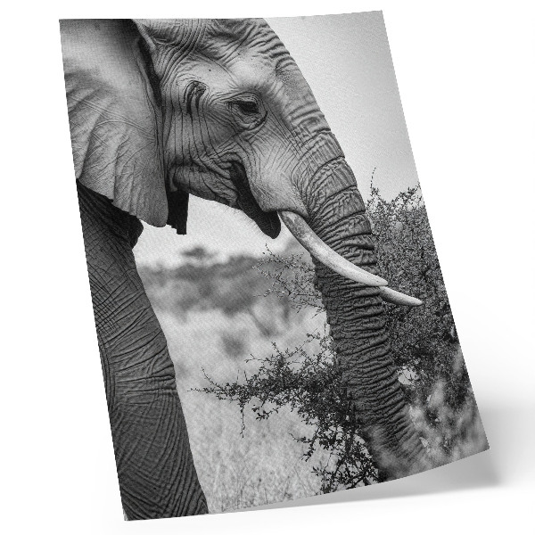 Poster Elefant närbild naturlig skönhet harmoni av texturer