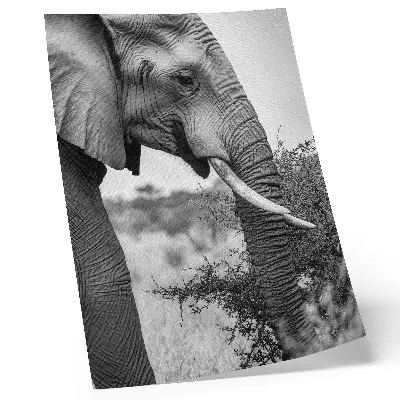 Poster elefant i närbild med fokus på naturlig skönhet och texturer