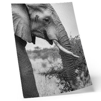 Poster Elefant närbild naturlig skönhet harmoni av texturer