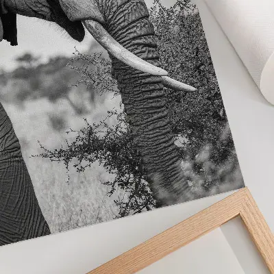 Poster elefant i närbild med fokus på naturlig skönhet och texturer