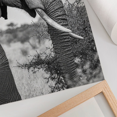 Poster Elefant närbild naturlig skönhet harmoni av texturer