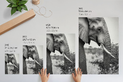 Poster Elefant närbild naturlig skönhet harmoni av texturer