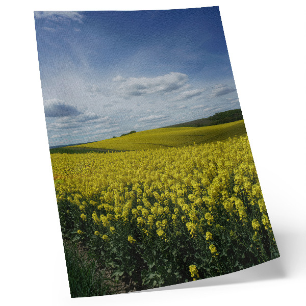 Hållbar väggposter Gula fält i kontrast till den blå himlen