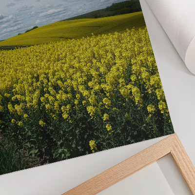 Hållbar väggposter Gula fält i kontrast till den blå himlen