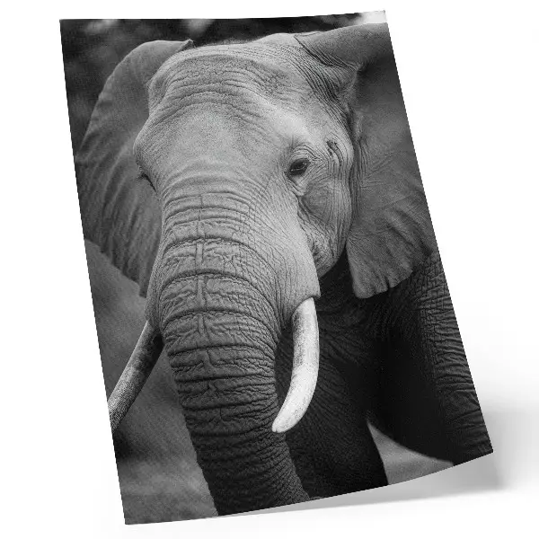 Affisch en närbild på en elefant fylld av frid och styrka