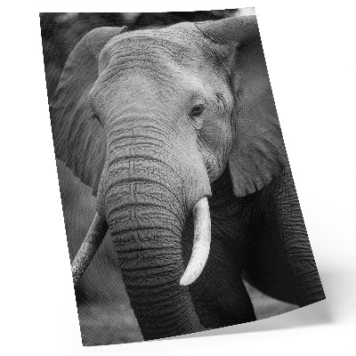 Affisch En närbild av en elefant full av frid och styrka