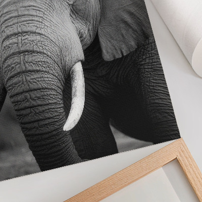 Affisch En närbild av en elefant full av frid och styrka