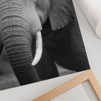 Affisch en närbild på en elefant fylld av frid och styrka