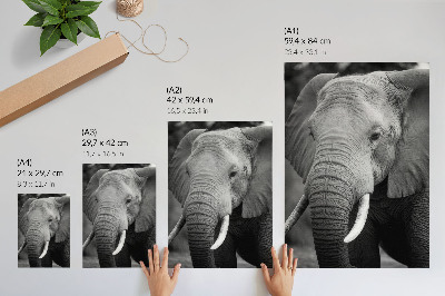 Affisch En närbild av en elefant full av frid och styrka