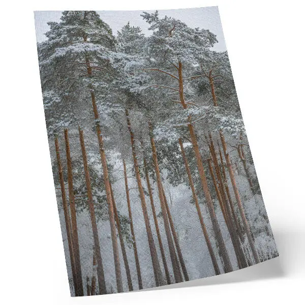 Affisch med motiv av vinterskog med snöklädda träd