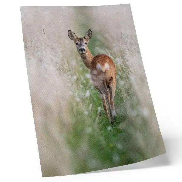 Poster rådjur i en harmonisk och fridfull naturmiljö