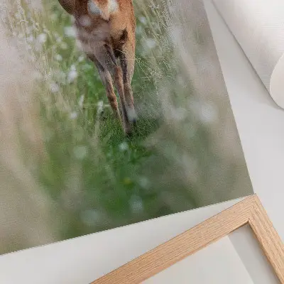Poster rådjur i en harmonisk och fridfull naturmiljö