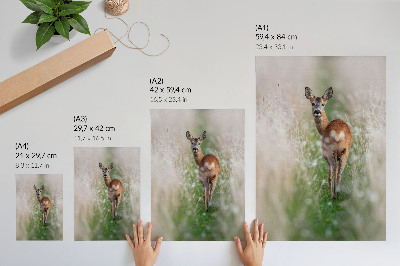 Poster Rådjur i bakgrunden av naturens harmoni och naturens frid