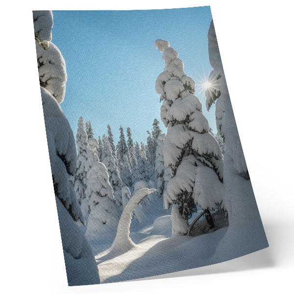 Affisch Snötäckta träd, blå himmel, solsken