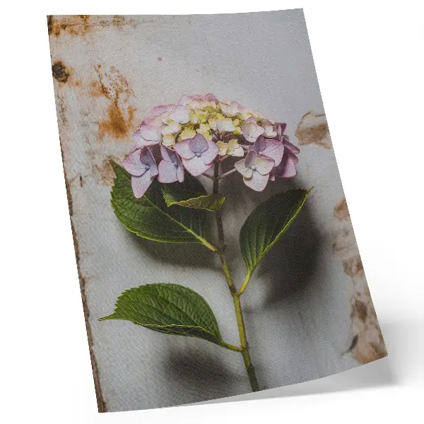 Väggaffisch rosa hortensia med gröna blad på rustik bakgrund