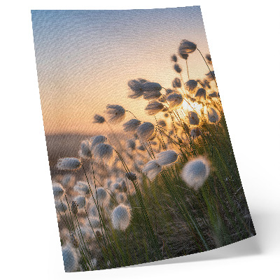 Hållbar väggposter Gräs vid solnedgången, varma färger, naturlighet