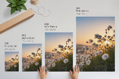 Hållbar väggposter Gräs vid solnedgången, varma färger, naturlighet