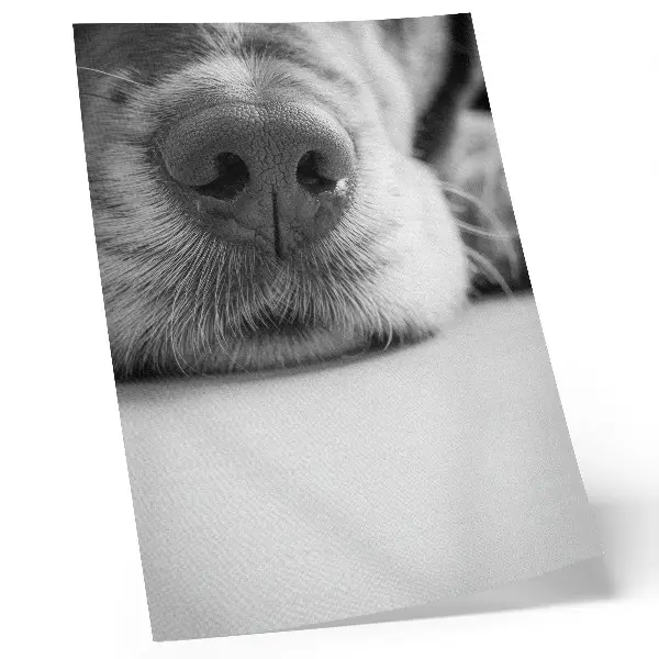 Hållbar väggposter närbild av en hund med svartvit minimalism