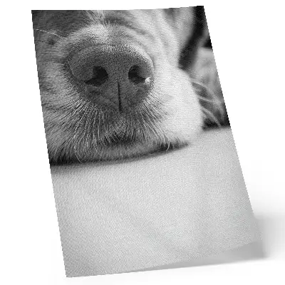 Hållbar väggposter närbild av en hund med svartvit minimalism