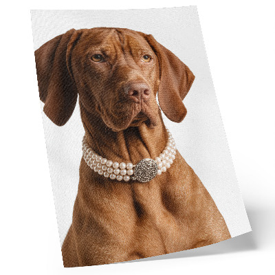 Dekorativ väggaffisch Elegant hundhalsband med lyxig finish
