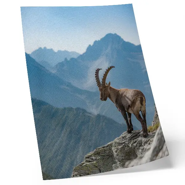 Poster stenbocken mot bakgrund av berg i naturen