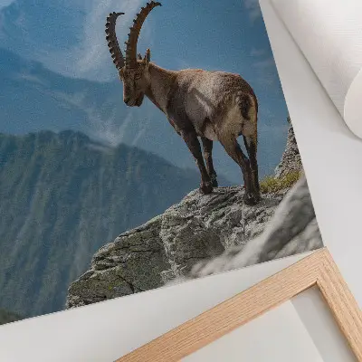 Poster stenbocken mot bakgrund av berg i naturen