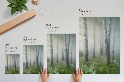 Poster Björkar i dimman, vit bark, grönt gräs