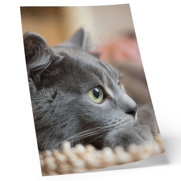 Affisch Grå katt med gröna ögon på nära håll