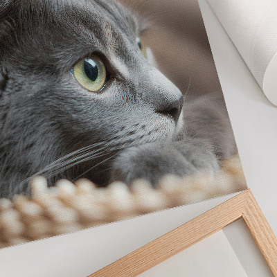 Affisch Grå katt med gröna ögon på nära håll