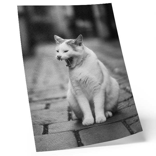 Poster Bedårande katt på en kullerstensgata med svartvit estetik